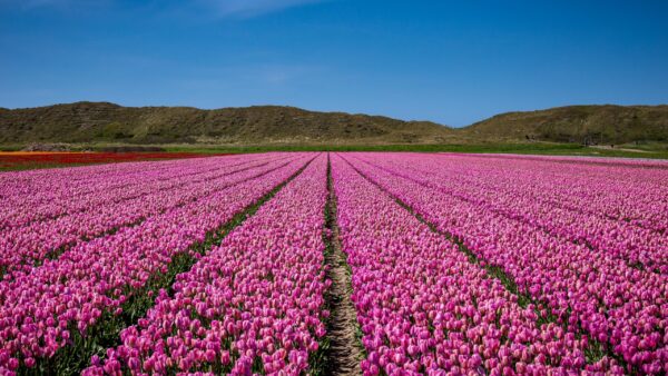 kashmir tulip garden